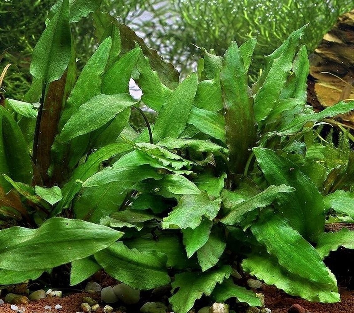 Moerings Cryptocoryne Wendtii Groen Pot Moerings Cryptocoryne Wendtii Groen Pot