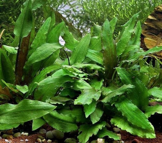 Moerings Cryptocoryne Wendtii Groen Pot Moerings Cryptocoryne Wendtii Groen Pot