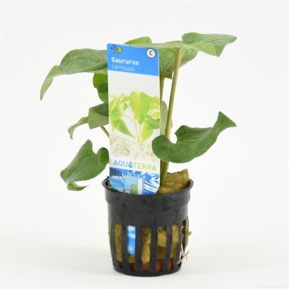 Moerings Saururus Cernuus Pot Moerings Saururus Cernuus Pot