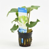 Moerings Saururus Cernuus Pot