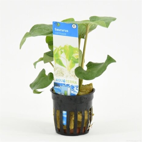 Moerings Saururus Cernuus Pot Moerings Saururus Cernuus Pot