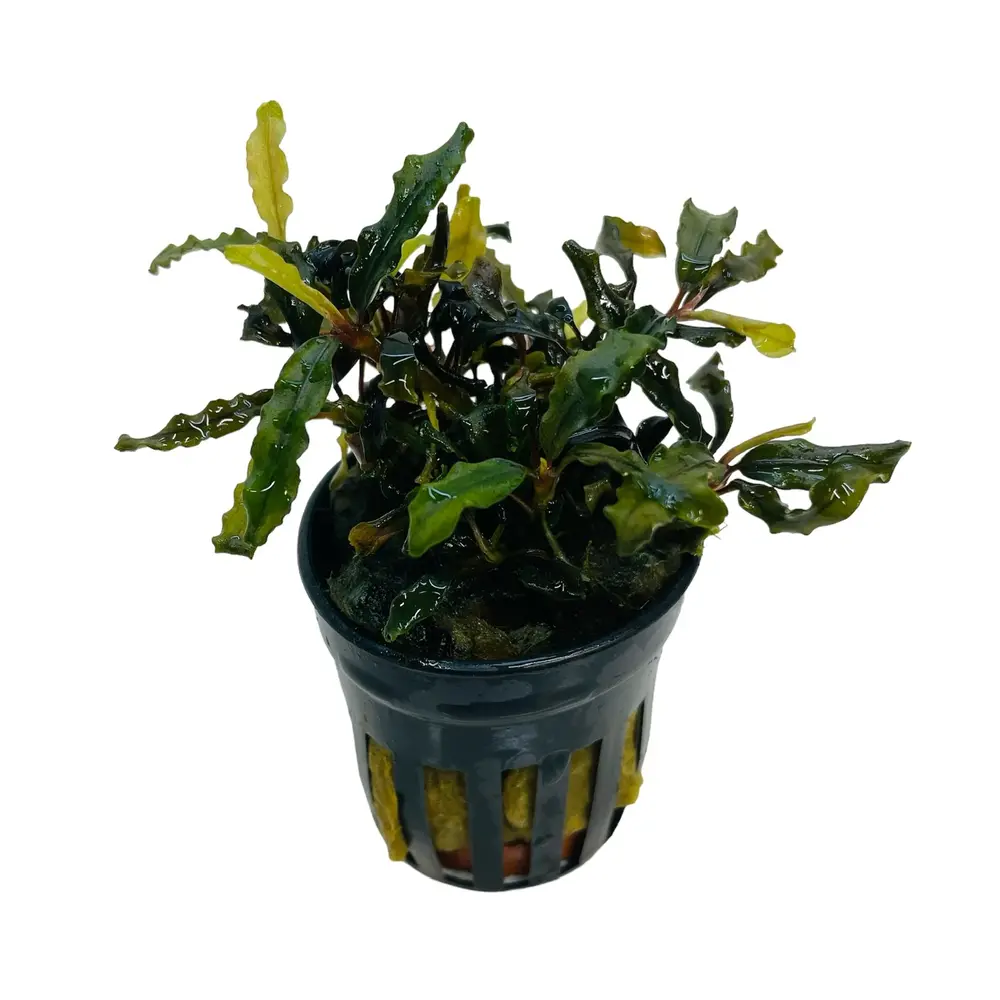 Moerings Bucephalandra Caterina Pot