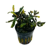 Moerings Bucephalandra Caterina Pot