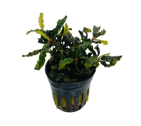 Moerings Bucephalandra Caterina Pot Moerings Bucephalandra Caterina Pot