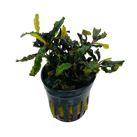 Moerings Bucephalandra Caterina Pot