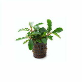 Moerings Bucephalandra Green Velvet Pot