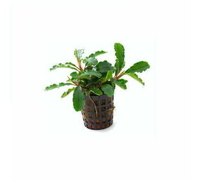 Moerings Bucephalandra Green Velvet Pot Moerings Bucephalandra Green Velvet Pot