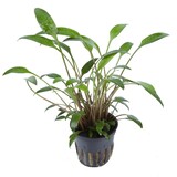 Moerings Cryptocoryne Willissii Pot
