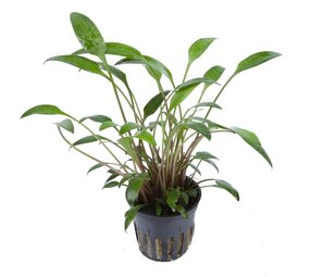 Moerings Cryptocoryne Willissii Pot Moerings Cryptocoryne Willissii Pot