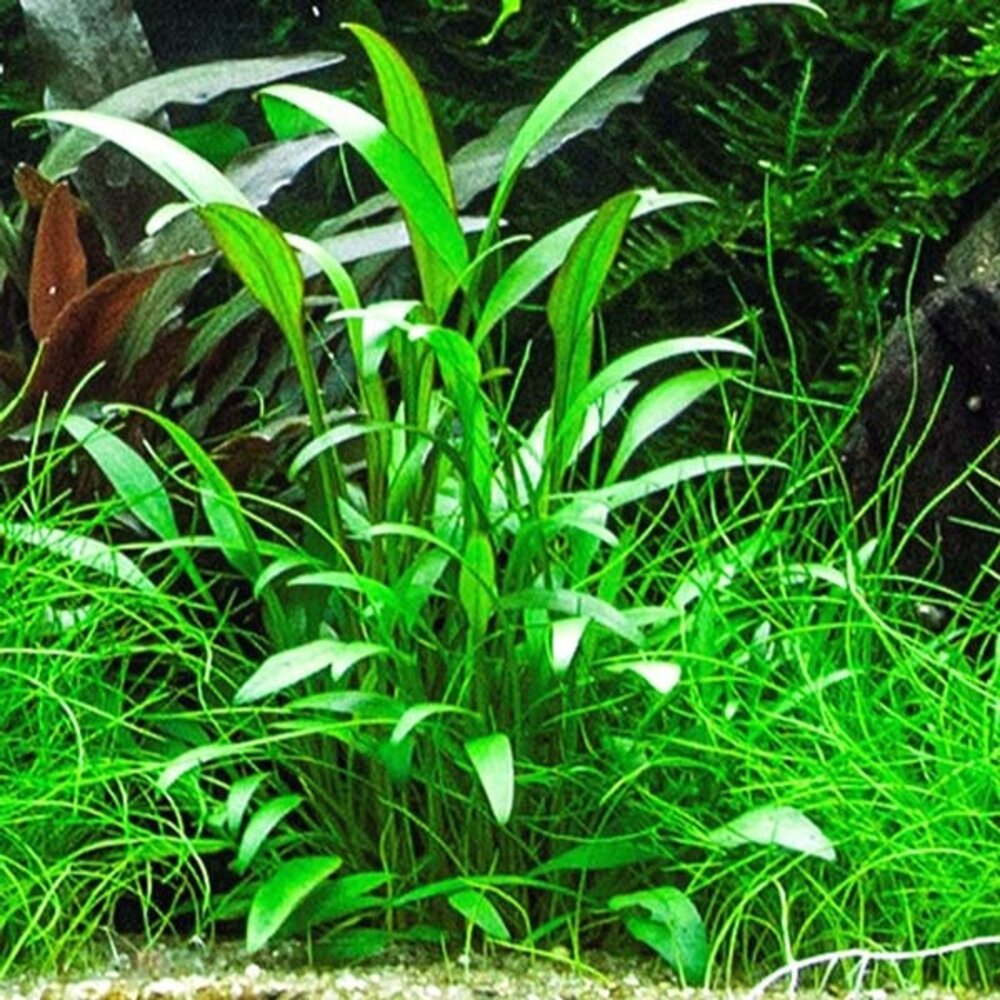 Moerings Cryptocoryne Willissii Pot Moerings Cryptocoryne Willissii Pot