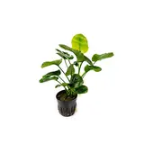 Moerings Anubias barteri var. Nana Coin