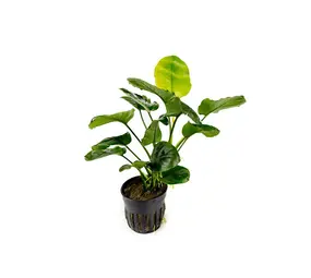 Moerings Anubias barteri var. Nana Coin Moerings Anubias barteri var. Nana Coin