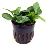 Moerings Anubias Barteri V. Nana Pot