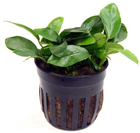 Moerings Anubias Barteri V. Nana Pot Moerings Anubias Barteri V. Nana Pot