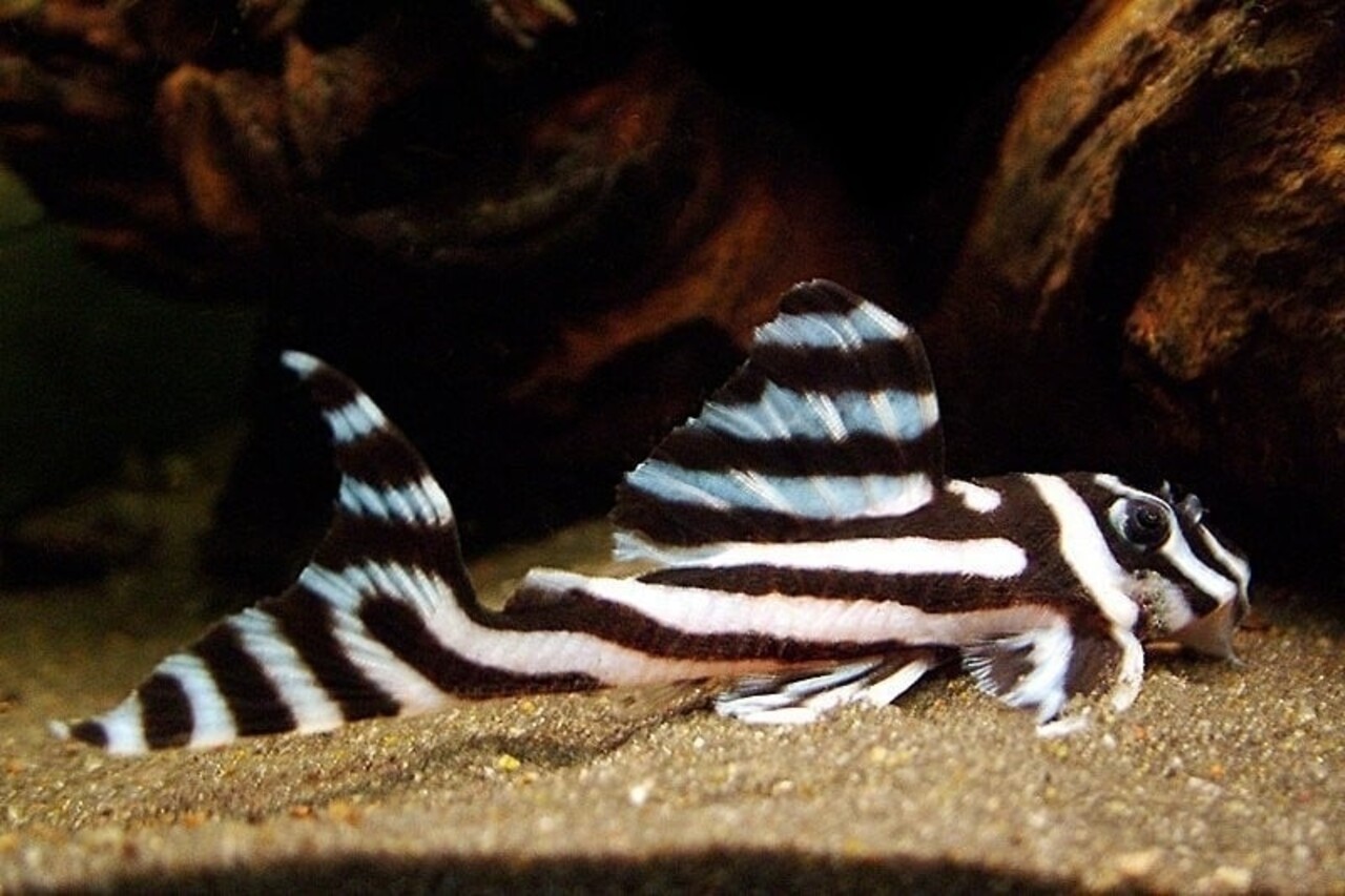 Hypancistrus Zebra L46