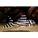 Hypancistrus Zebra L46 Hypancistrus Zebra L46