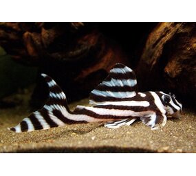 Hypancistrus Zebra L46