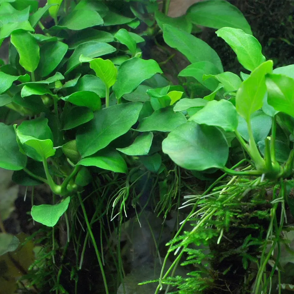Moerings Anubias Barteri V. Nana Pot Moerings Anubias Barteri V. Nana Pot
