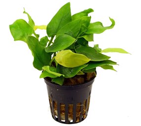 Moerings Anubias Barteri var. Nana Golden Pot