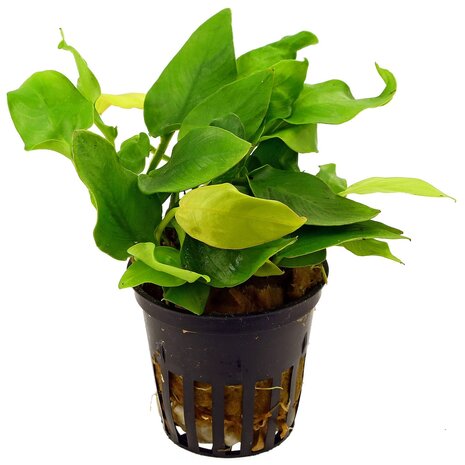 Moerings Anubias Barteri var. Nana Golden Pot