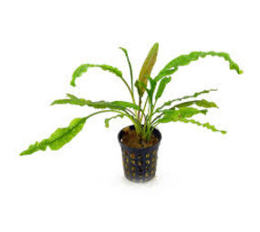 Moerings Cryptocoryne Crispatula var. Balansae Moerings Cryptocoryne Crispatula var. Balansae
