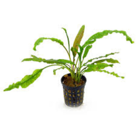 Moerings Cryptocoryne Crispatula var. Balansae Moerings Cryptocoryne Crispatula var. Balansae