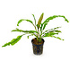 Moerings Cryptocoryne Crispatula var. Balansae Moerings Cryptocoryne Crispatula var. Balansae