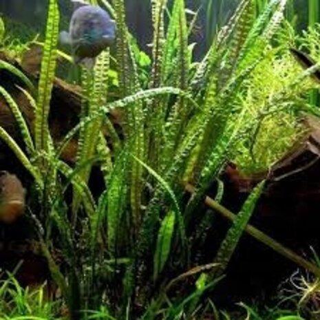 Moerings Cryptocoryne Crispatula var. Balansae Moerings Cryptocoryne Crispatula var. Balansae