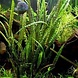 Moerings Cryptocoryne Crispatula var. Balansae Moerings Cryptocoryne Crispatula var. Balansae