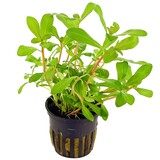 Moerings Ammannia Crassicaulis