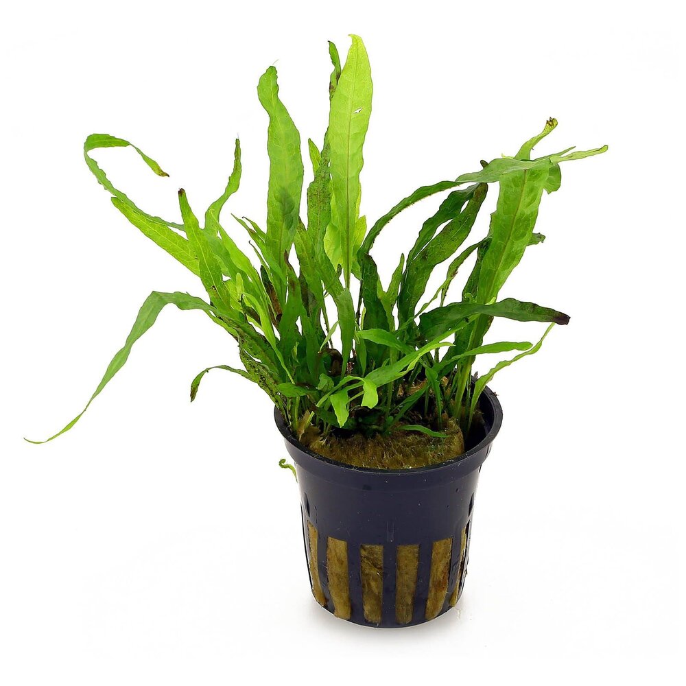 Tropica Microsorum Pteropus Narrow Leaf Pot