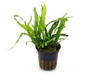 Tropica Microsorum Pteropus Narrow Leaf Pot Tropica Microsorum Pteropus Narrow Leaf Pot