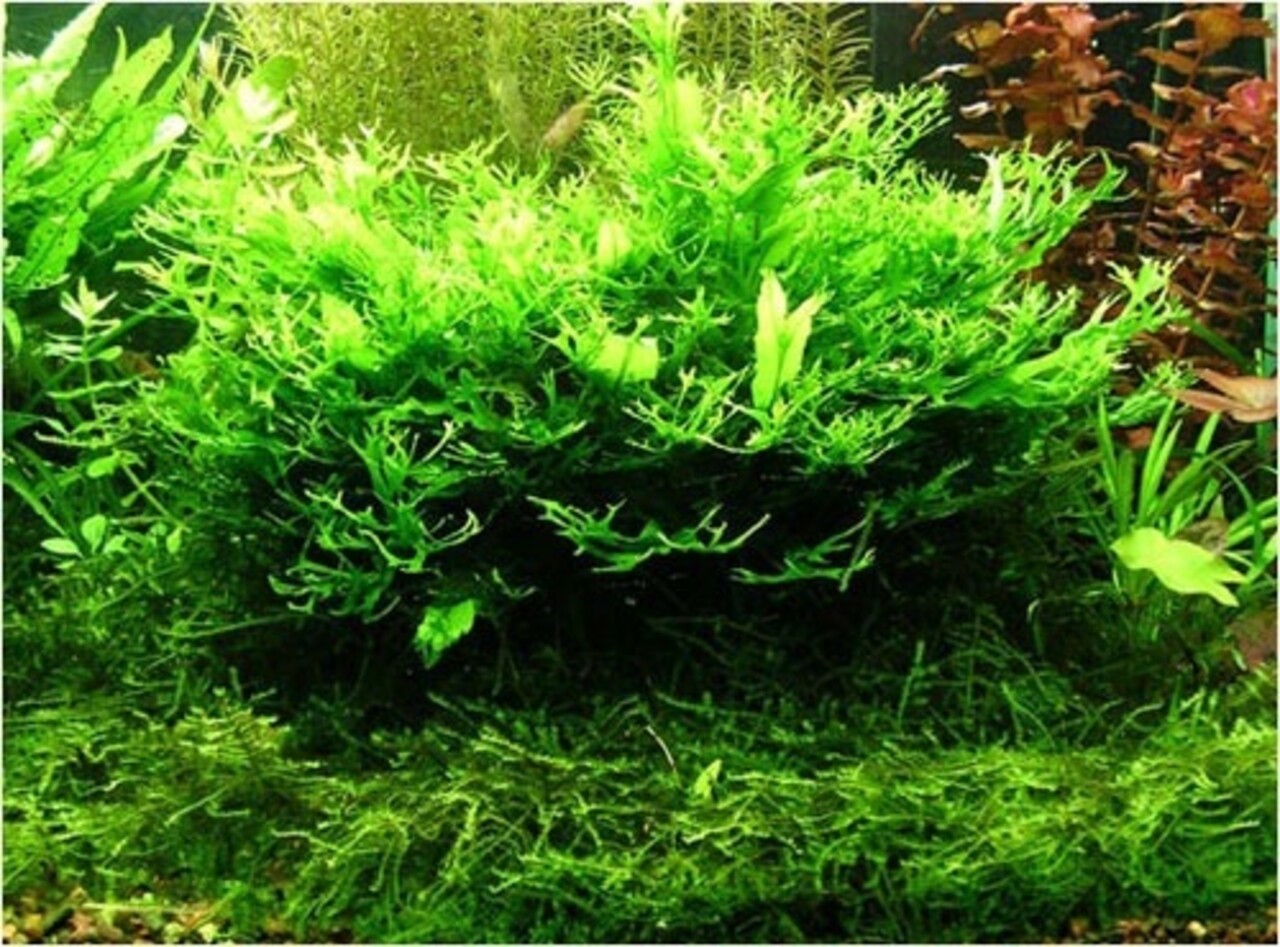 Tropica Microsorum Pteropus Windeløv Tropica Microsorum Pteropus Windeløv