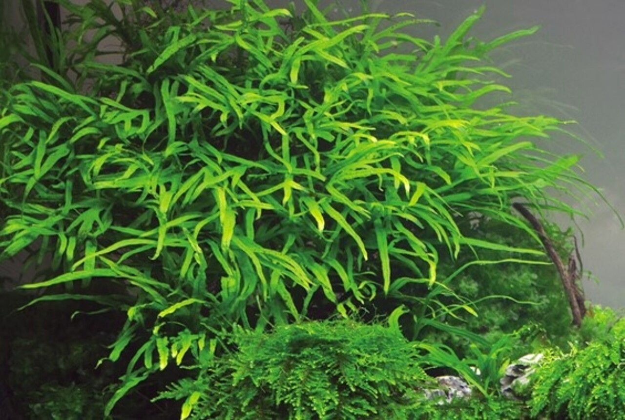 Tropica Microsorum Pteropus Trident Tropica Microsorum Pteropus Trident