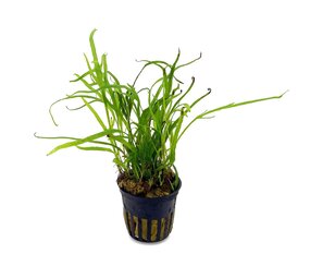 Tropica Microsorum Pteropus Trident Tropica Microsorum Pteropus Trident