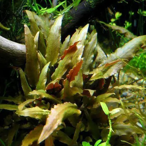 Moerings Cryptocoryne Walkeri Moerings Cryptocoryne Walkeri
