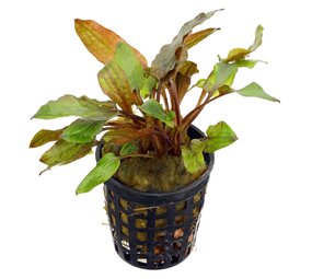 Moerings Cryptocoryne Walkeri Moerings Cryptocoryne Walkeri