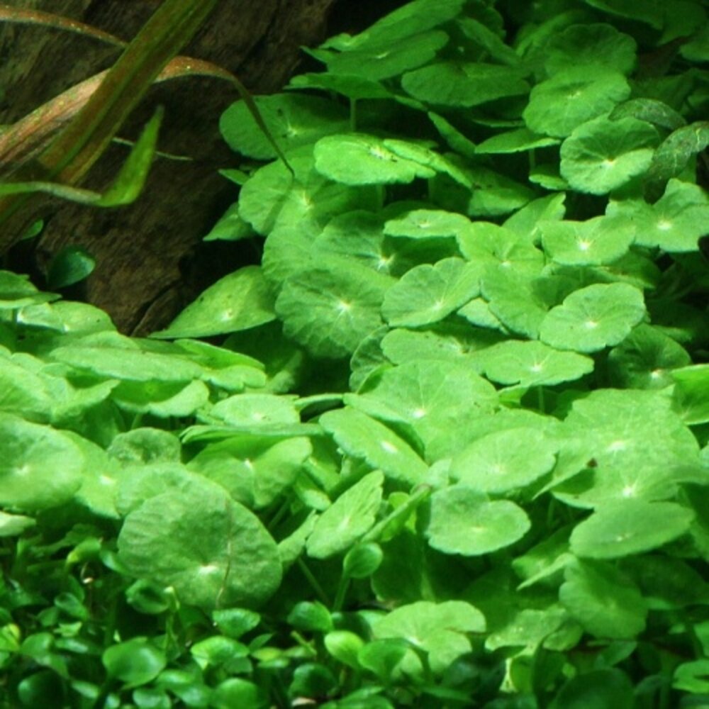 Hydrocotyle Verticillata Pot