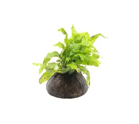 Moerings Cocosnoot met Microsorum Moerings Cocosnoot met Microsorum