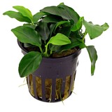 Moerings Anubias Barteri var. Nana Petit Pot