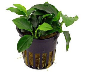 Moerings Anubias Barteri var. Nana Petit Pot Moerings Anubias Barteri var. Nana Petit Pot