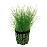 Moerings Eleocharis Acicularis Pot (naaldgras)
