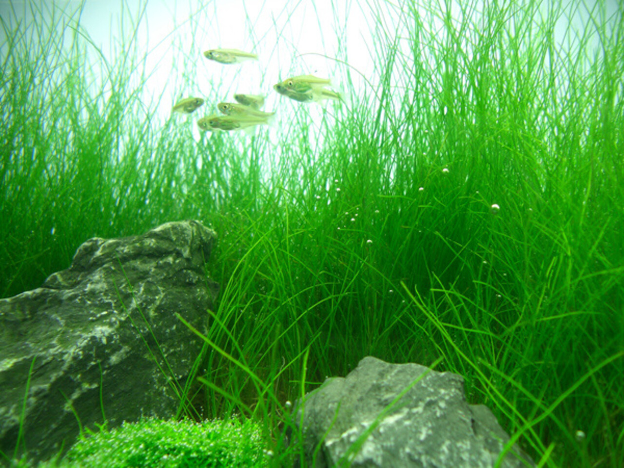 Moerings Eleocharis Acicularis Pot (naaldgras)