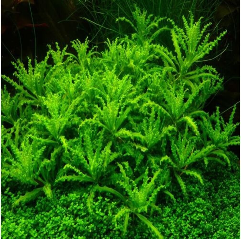 Moerings Pogostemon Helferi Pot Moerings Pogostemon Helferi Pot