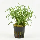 Moerings Heteranthera Zosterifolia Pot