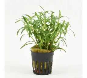 Moerings Heteranthera Zosterifolia Pot Moerings Heteranthera Zosterifolia Pot