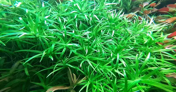 Moerings Heteranthera zosterifolia