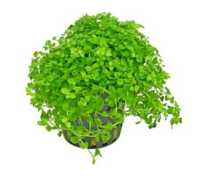 Moerings Micranthemum sp. Monte Carlo Pot Moerings Micranthemum sp. Monte Carlo Pot