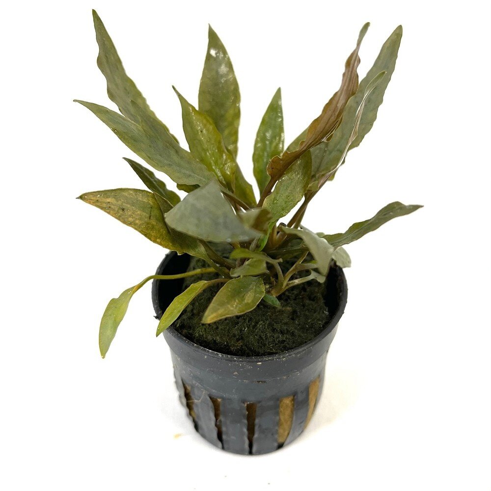 Moerings Cryptocoryne Petchi Pink Pot Moerings Cryptocoryne Petchi Pink Pot