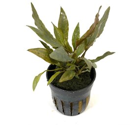 Moerings Cryptocoryne Petchi Pink Pot Moerings Cryptocoryne Petchi Pink Pot